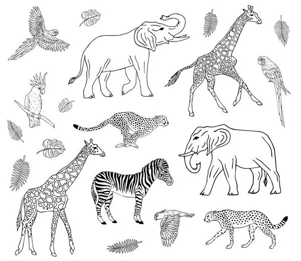 Vektor kézzel rajzolt afrikai állatok — Stock Vector