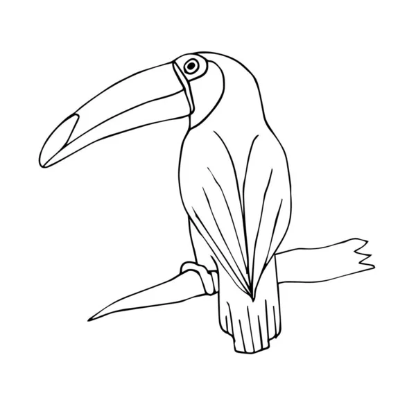 Vetor mão desenhada pássaro tucano no branco —  Vetores de Stock