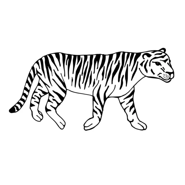 Vektor handgezeichnet Doodle Skizze Tiger — Stockvektor