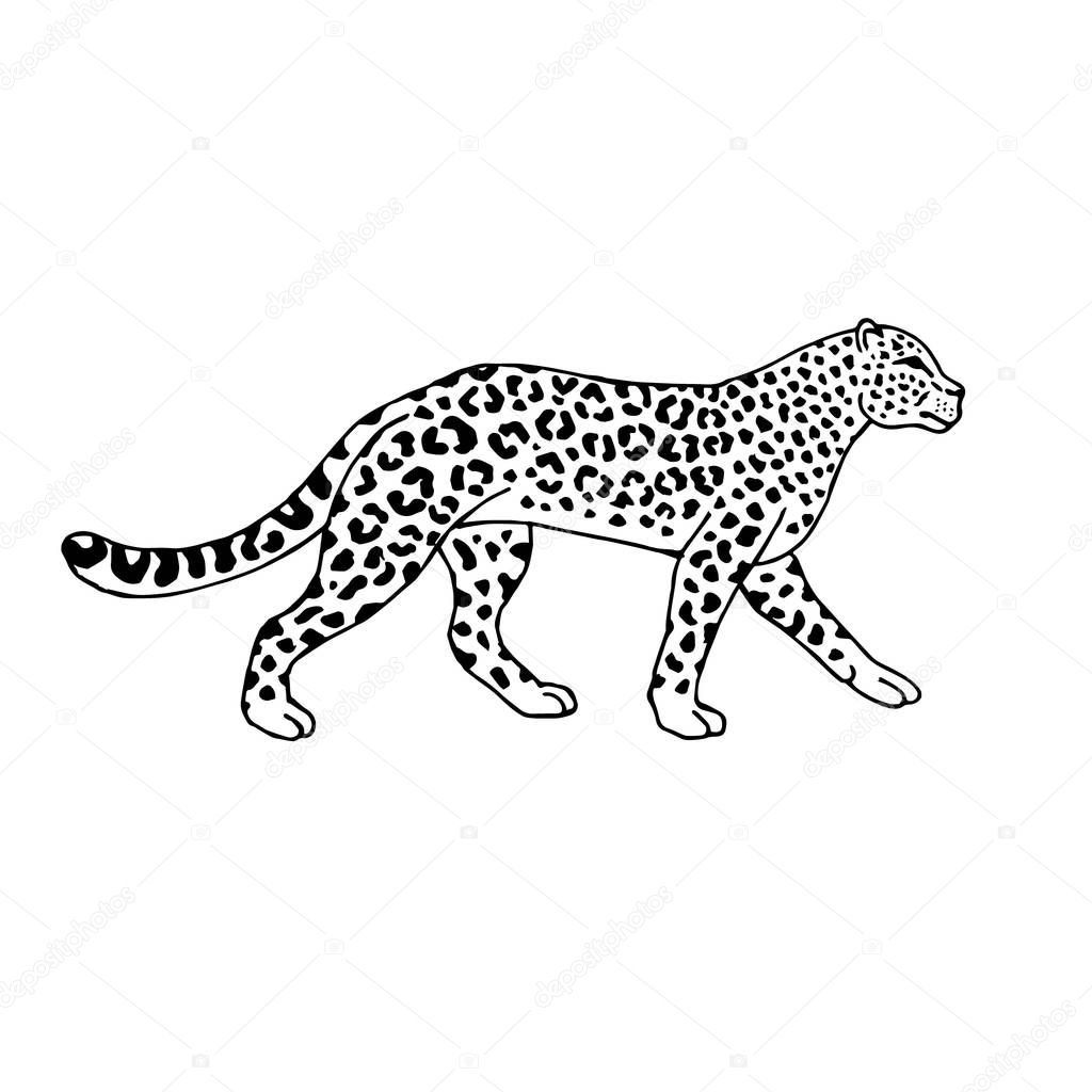Vector hand drawn doodle sketch leopard