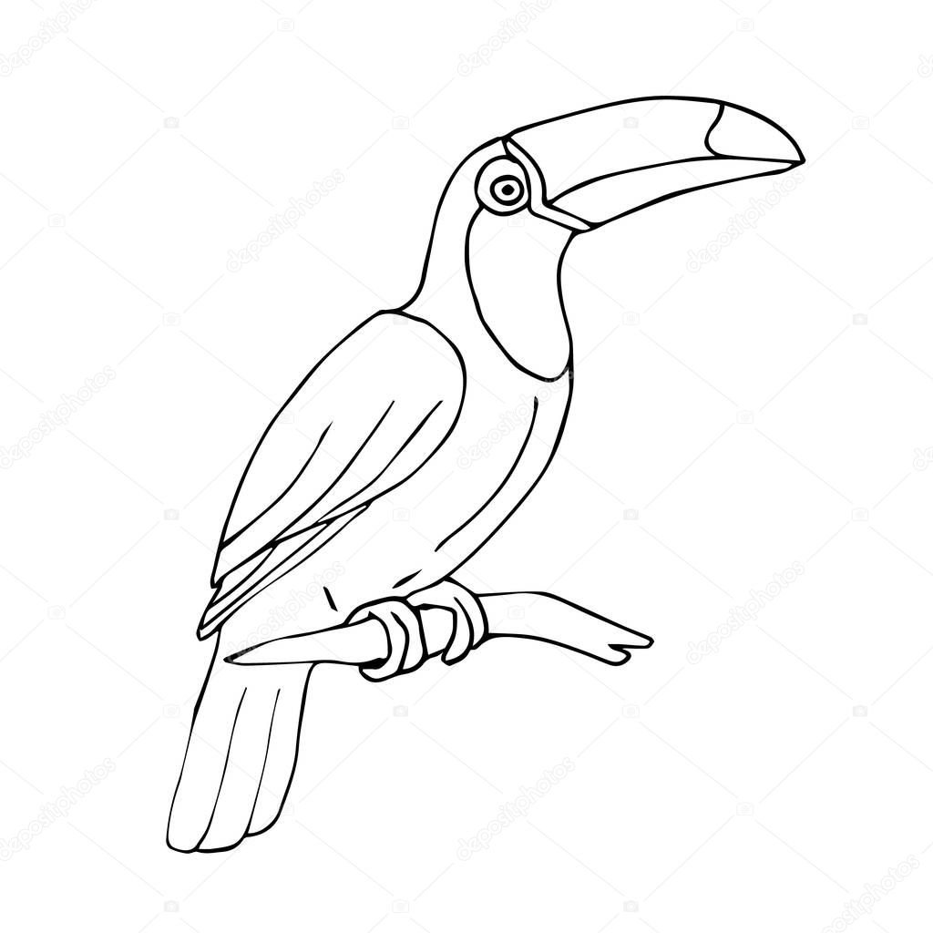 Vector hand drawn sketch tropical toucan bird