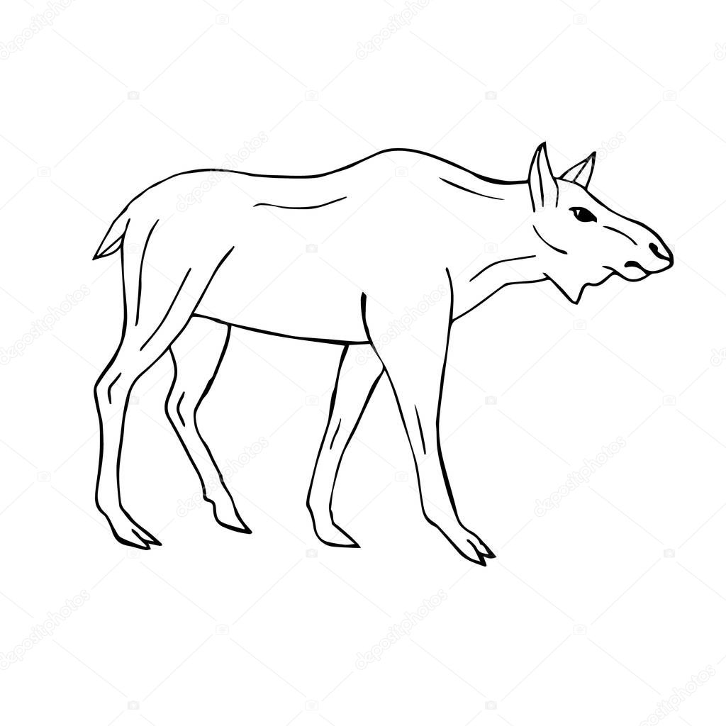 Vector hand drawn doodle sketch female moose cow