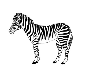 Vektör siyah mürekkep el çizilmiş doodle kroki Zebra