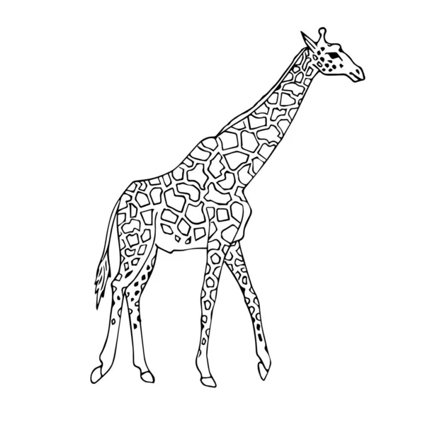 Vector black hand drawn giraffe — Stock Vector