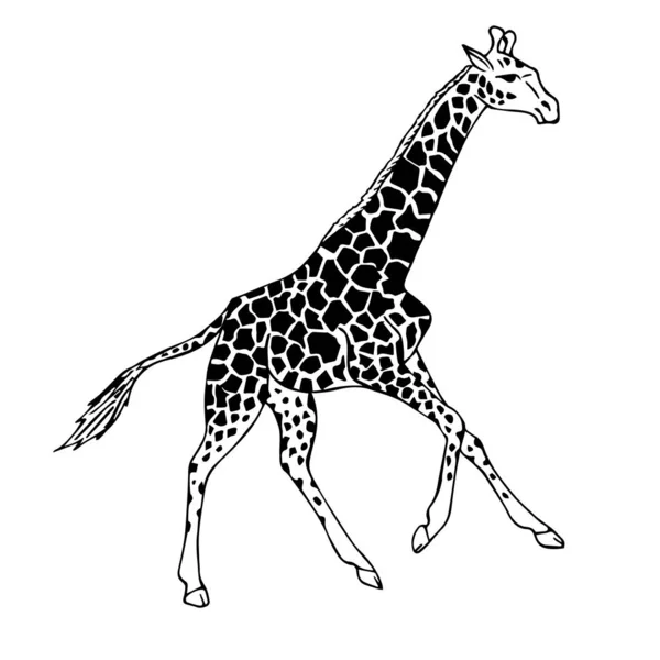 Černobílá kreslené africké žirafé — Stockový vektor