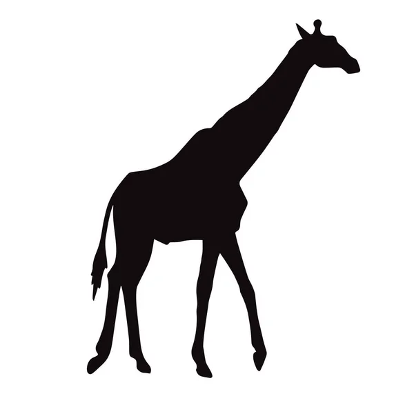 Vector black flat silhouette of standing giraffe — Stock Vector