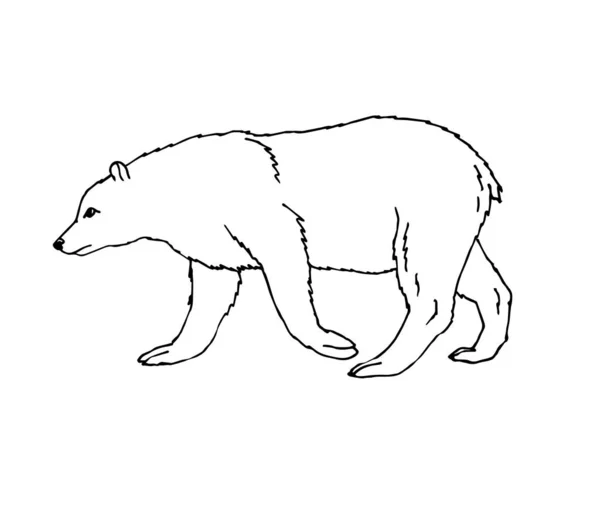 Vektor handritade Doodle skiss Grizzly Bear — Stock vektor
