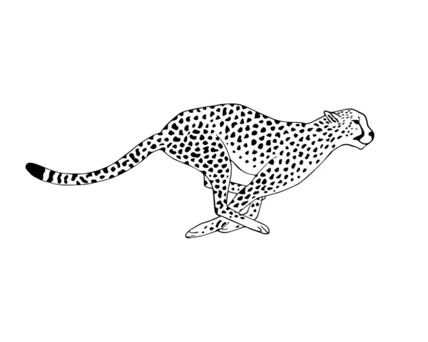 Векторная черная линия, нарисованная рукой бегущего гепарда — стоковый вектор