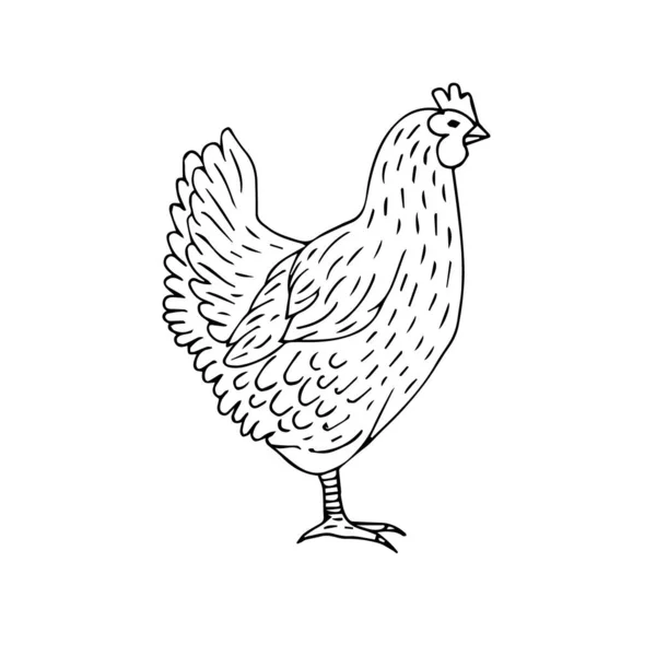 Vector hand drawn doodle sketch chicken — Stock Vector