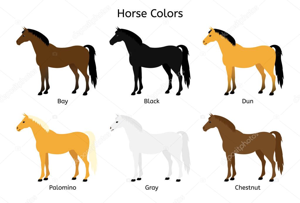 Vector flat cartoon collection set of different horse colors isolated on white background