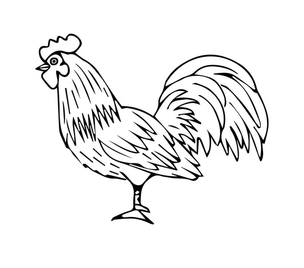 Vector negro gallo dibujado a mano — Archivo Imágenes Vectoriales