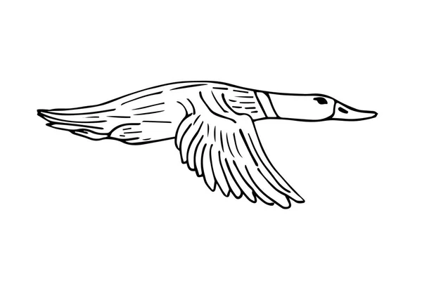 在白色背景上孤立的矢量手绘草图鸭 — 图库矢量图片