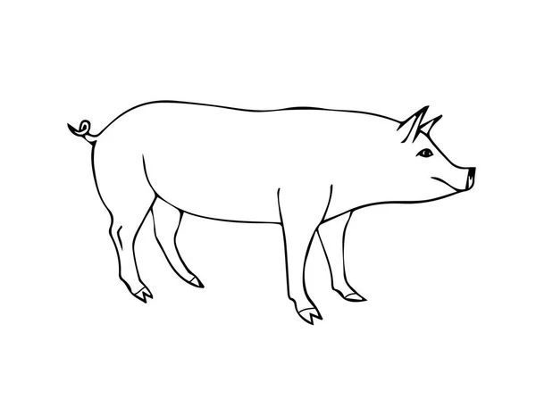 Ilustración Vectorial Del Cerdo — Archivo Imágenes Vectoriales