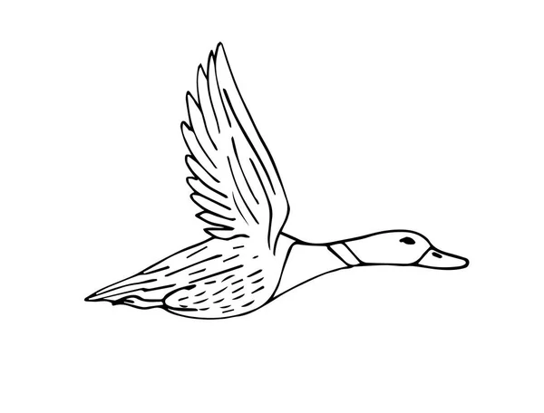 Croquis Vectoriel Dessiné Main Canard Volant Isolé Sur Fond Blanc — Image vectorielle