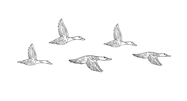 Croquis Vectoriel Dessiné Main Troupeau Canard Volant Isolé Sur Fond — Image vectorielle