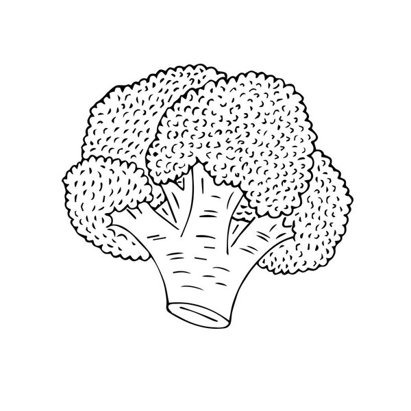 Vector hand drawn sketch broccoli isolated on white background