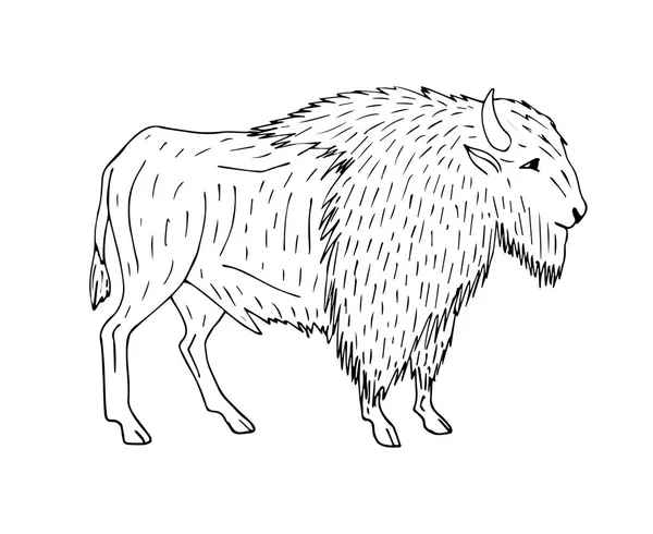 Vetor mão desenhada boi bisonte selvagem isolado em branco — Vetor de Stock