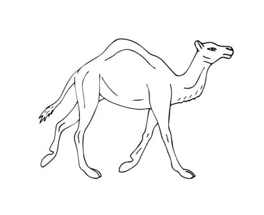 Vektör el çizimi dromedary deve