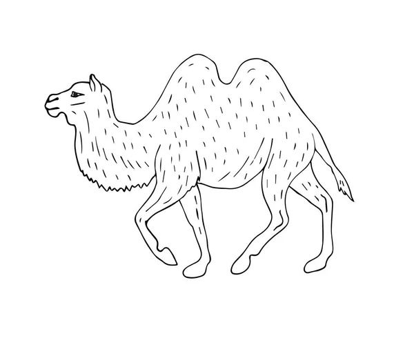 Векторна рука намальована ескіз бактрійський два перепелиних верблюда — стоковий вектор