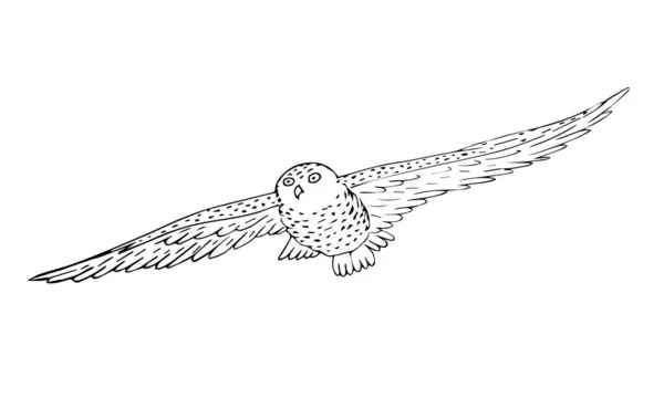 Croquis Vectoriel Dessiné Main Hibou Polaire Volant Isolé Sur Fond — Image vectorielle