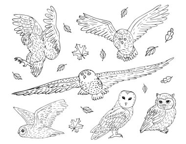 Beyaz arkaplanda izole edilmiş vektör el çizimi baykuş demeti