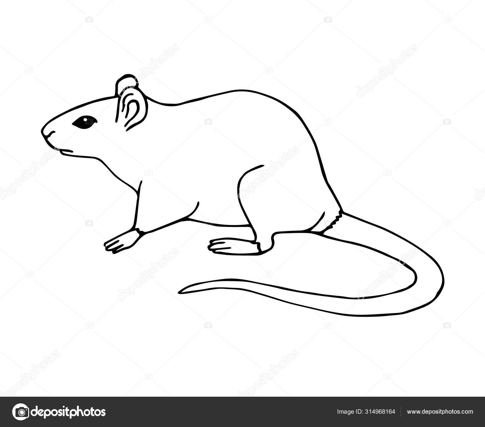 Cute Rat Drawing - Cute Rat - Posters and Art Prints | TeePublic