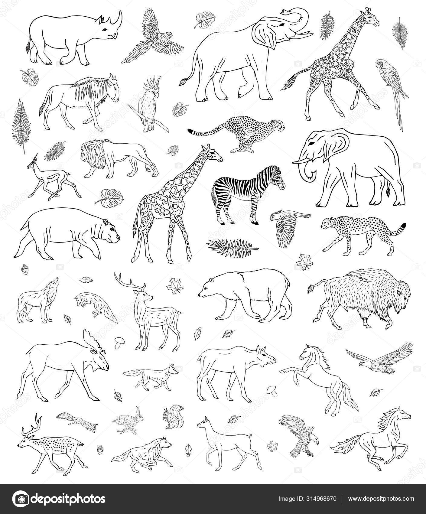 Conjunto Bocetos Dibujados Mano Vectoriales Diferentes Animales