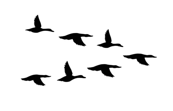 在白色背景下孤立的飞鸭的矢量黑色群轮廓 — 图库矢量图片#