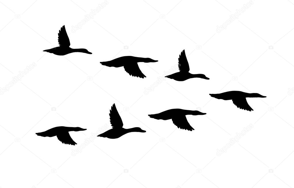 Vector black flock of flying duck silhouette isolated on white background