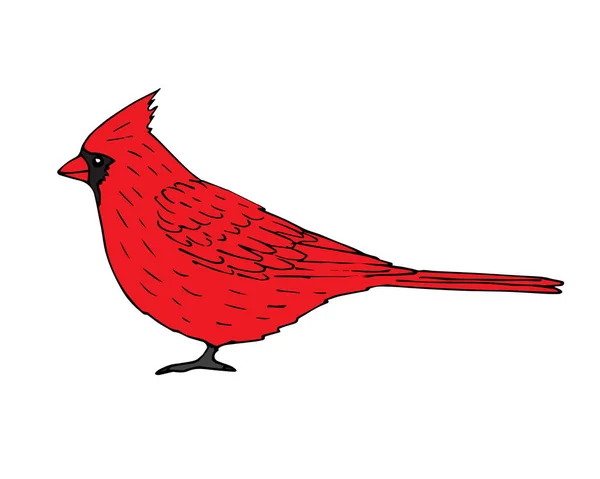 Vektor Handritad Röd Kardinal Fågel Isolerad Vit Bakgrund — Stock vektor