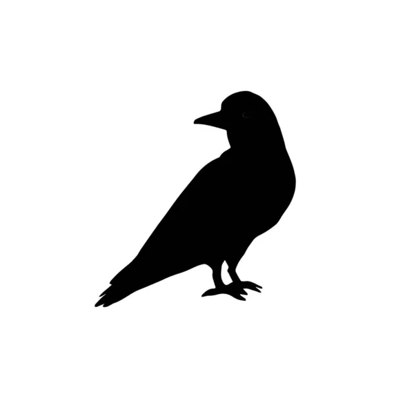 Vector Handgezeichnete Rabensilhouette Isoliert Auf Weißem Hintergrund — Stockvektor