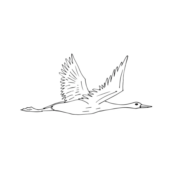 Векторна Рука Намальована Каракулі Ескіз Літаючого Крана Птахів Ізольовані Білому — стоковий вектор
