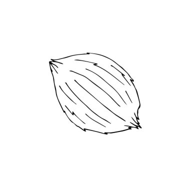 Vektör el çizimi karalama çizimi beyaz arkaplanda izole edilmiş hindistan cevizi