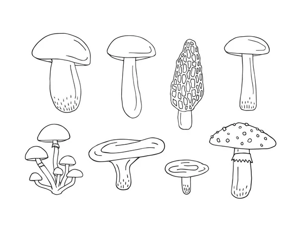 Ensemble Vectoriel Faisceau Croquis Dessinés Main Champignon Isolé Sur Fond — Image vectorielle