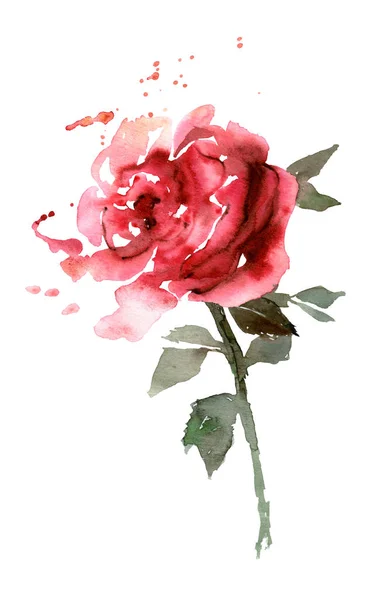 Rose Rose Peinte Main Isolée Sur Blanc — Photo