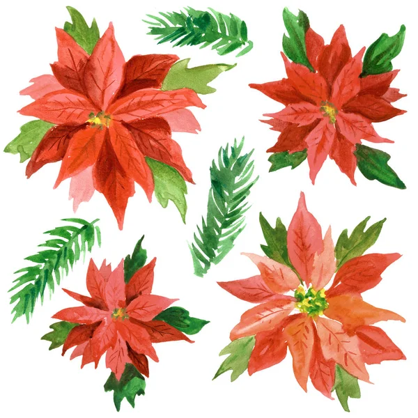 Watercolor hand painted Christmas background with poinsettia flowers — Stock Photo, Image