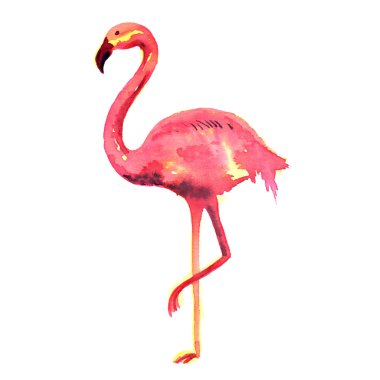 Flamingo egzotik pembe kuş suluboya el boyalı
