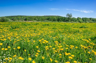 Sarı karahindiba alan ve mavi gökyüzü