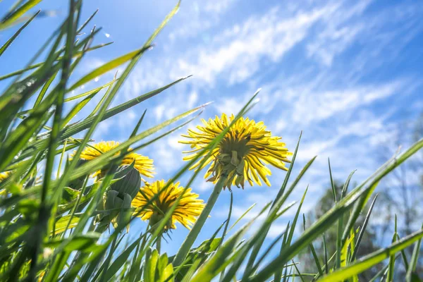 Karahindiba çiçek ve mavi gökyüzü, düşük açılı görünümü ile çimen