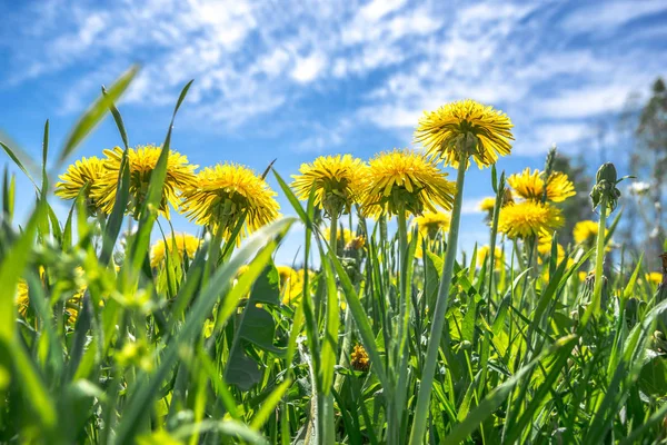 Sarı karahindiba içinde alan, çiçekler ve mavi gökyüzü, çim görünümünden düşük açılı