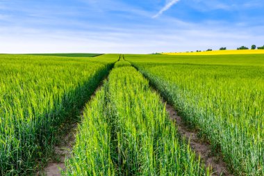 Çim sahası, yeşil buğday alanları ve tarım arazileri yolda