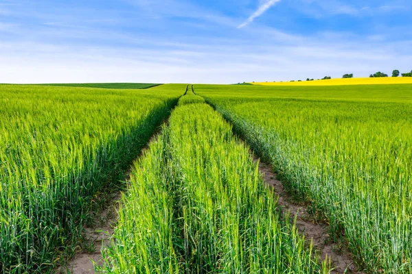 Травневе Поле Зелені Пшеничні Поля Дорога Через Сільськогосподарські Угіддя — стокове фото