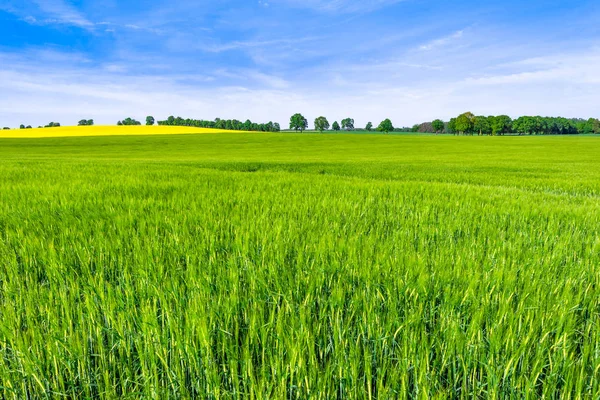 Champ Herbe Paysage Printanier Vert Avec Prairies Terres Agricoles Avec — Photo