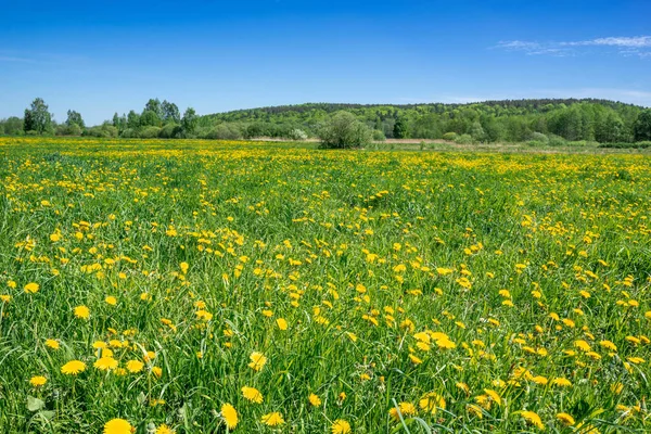 タンポポの草原 春の風景と青空の草原の上に花のある風景 — ストック写真