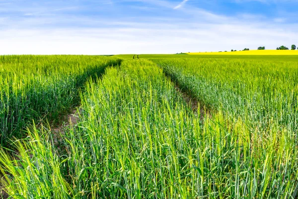 Route Champ Orge Champs Verts Ciel Bleu Paysage Printanier — Photo