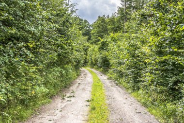 Bahar, yatay yeşil orman yolundan