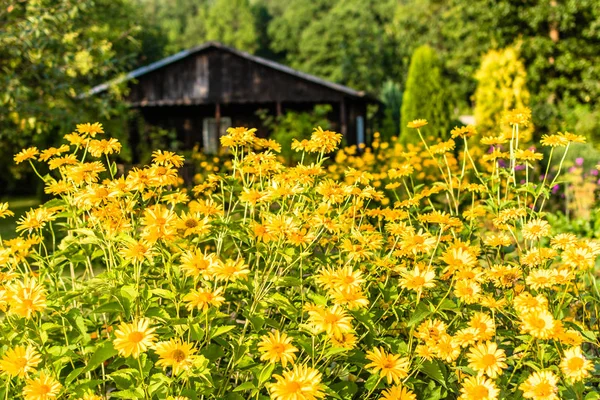 Yellow flowers and summer house in the garden