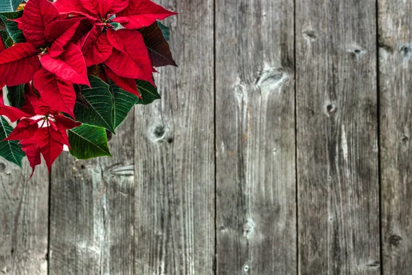 Vánoční Dekorace Stůl Vánoční Květina Červená Poinsettie Pohled Shora — Stock fotografie