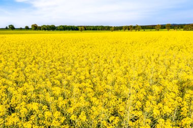 Çiçek açan kolza tohumu alanlar sarı çiçekli, tecavüz, çiftlik peyzaj alanı