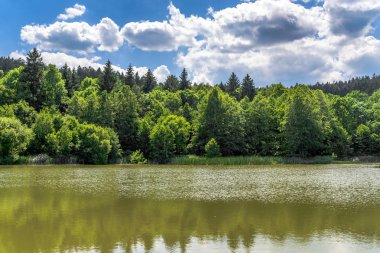 Orman, yatay yansıması ile yeşil göl